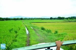 If by chance you'll go to Himamawo Spring during rainy days, taking the arterial road at Brgy. Malainin, you'll be met with fields of green and gold.